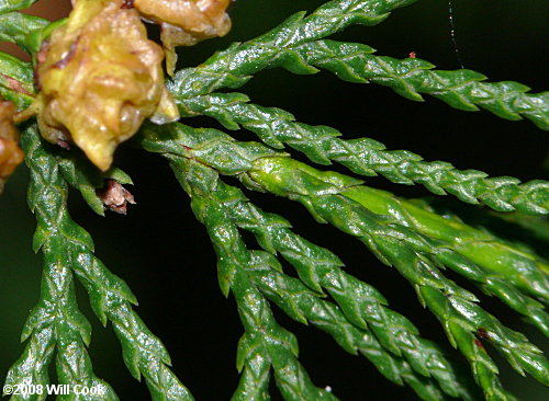 Atlantic Whitecedar (Chamaecyparis thyoides)