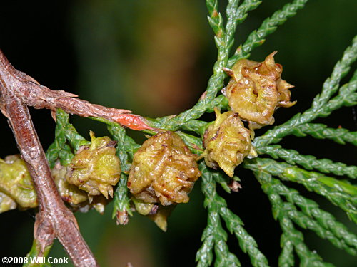 Atlantic Whitecedar (Chamaecyparis thyoides)