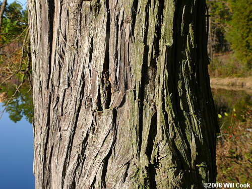 Atlantic Whitecedar (Chamaecyparis thyoides) bark