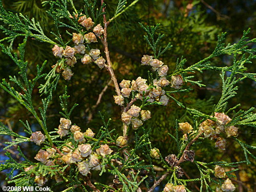 Atlantic Whitecedar (Chamaecyparis thyoides) cones