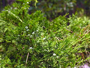 Atlantic Whitecedar (Chamaecyparis thyoides) leaves