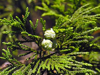 Atlantic Whitecedar (Chamaecyparis thyoides) cones