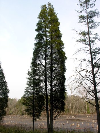 Atlantic Whitecedar (Chamaecyparis thyoides) tree