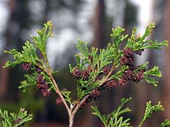 Atlantic Whitecedar (Chamaecyparis thyoides) cones