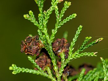 Atlantic Whitecedar (Chamaecyparis thyoides) cone