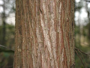 Atlantic Whitecedar (Chamaecyparis thyoides) bark