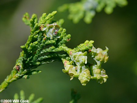 Atlantic Whitecedar (Chamaecyparis thyoides)