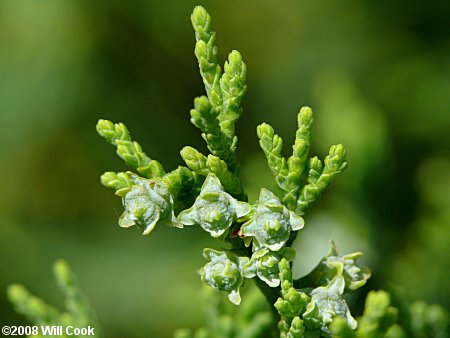 Atlantic Whitecedar (Chamaecyparis thyoides)