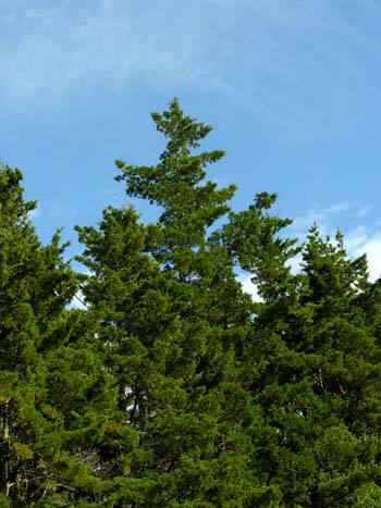 Atlantic Whitecedar (Chamaecyparis thyoides) tree