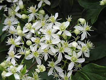 Virgin's-bower (Clematis virginiana)