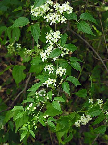 Virgin's-bower (Clematis virginiana)