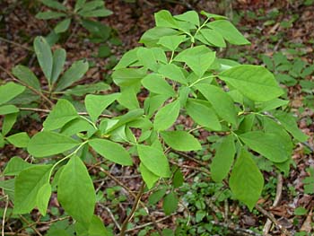 Eastern Leatherwood (Dirca palustris) leaves