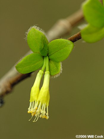 Eastern Leatherwood (Dirca palustris) flowers