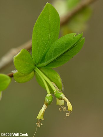 Eastern Leatherwood (Dirca palustris) fruits