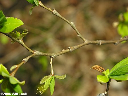 Eastern Leatherwood (Dirca palustris)