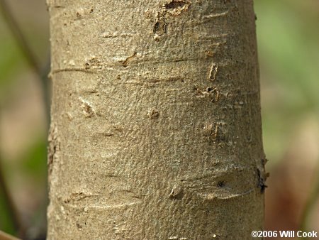 Eastern Leatherwood (Dirca palustris) bark