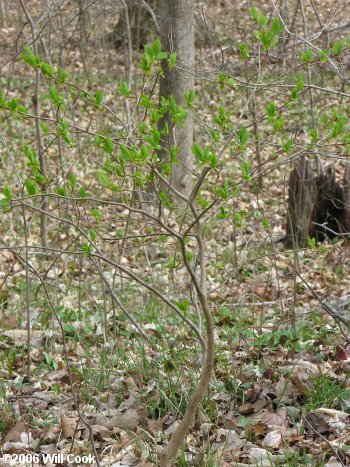 Eastern Leatherwood (Dirca palustris) shrub