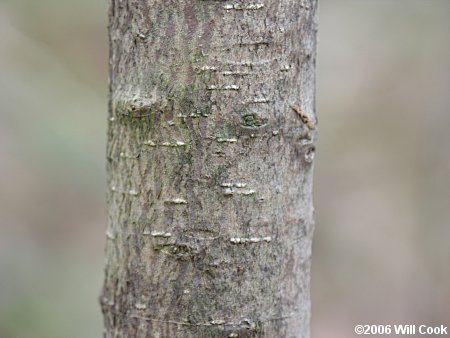 Eastern Leatherwood (Dirca palustris) bark