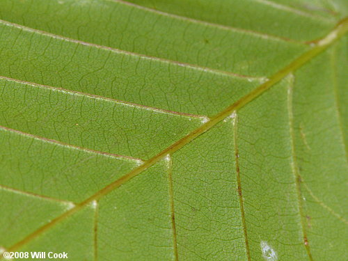 American Beech (Fagus grandifolia) leaves