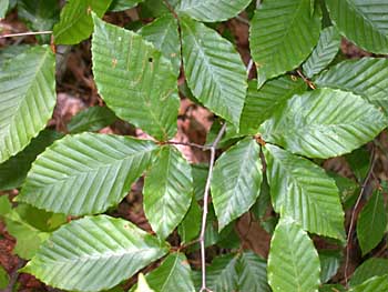 American Beech (Fagus grandifolia var. caroliniana)