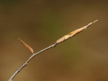 American Beech (Fagus grandifolia) leaf buds
