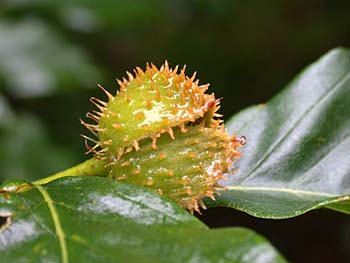 American Beech (Fagus grandifolia) nuts