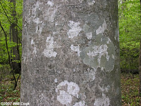 American Beech (Fagus grandifolia) bark