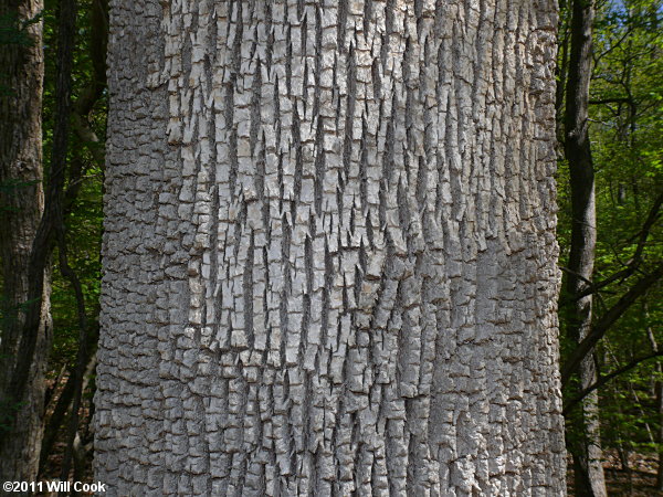 White Ash (Fraxinus americana) bark