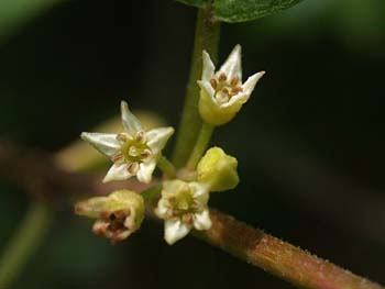 Carolina Buckthorn (Frangula/Rhamnus caroliniana) flowers