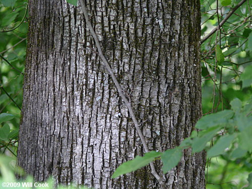 Pumpkin Ash Tree (Fraxinus profunda) bark of mature tree.