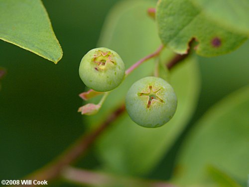 Dangleberry (Gaylussacia frondosa)