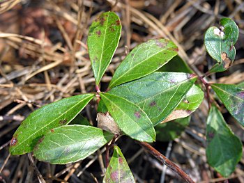 Wintergreen (Gaultheria procumbens)