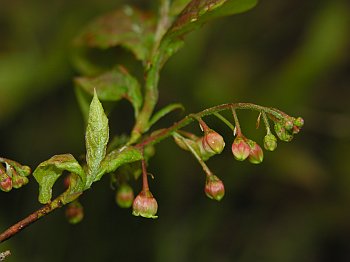 Bear Huckleberry (Gaylussacia ursina)