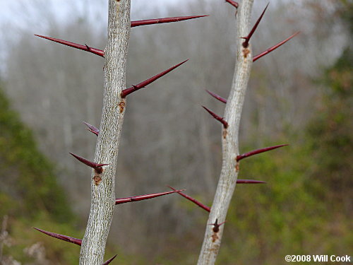 Honeylocust (Gleditsia triacanthos) thorns