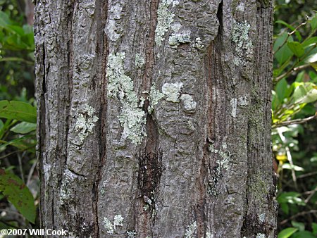 Loblolly Bay (Gordonia lasianthus) bark