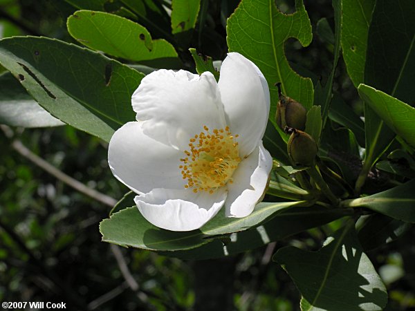 Loblolly Bay (Gordonia lasianthus) flower