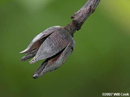 Loblolly Bay (Gordonia lasianthus) fruit