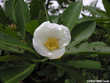 Loblolly Bay (Gordonia lasianthus) flower