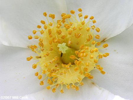 Loblolly Bay (Gordonia lasianthus) flower