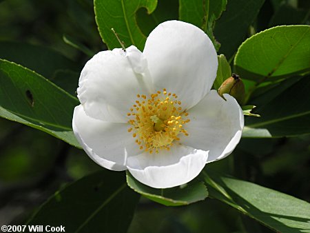 Loblolly Bay (Gordonia lasianthus) flower