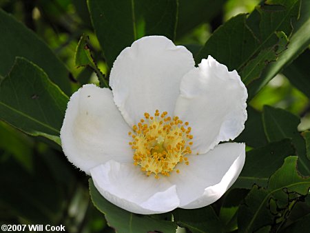 Loblolly Bay (Gordonia lasianthus) flower