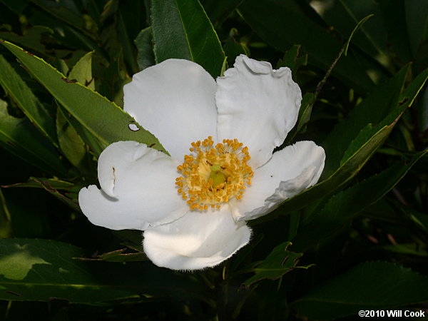 Loblolly Bay (Gordonia lasianthus) flower