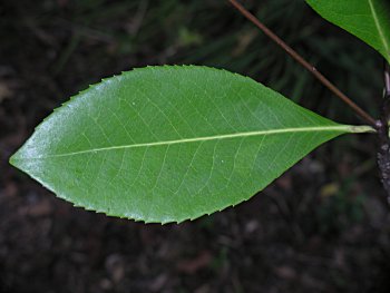 Loblolly Bay (Gordonia lasianthus)