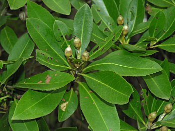 Loblolly Bay (Gordonia lasianthus)