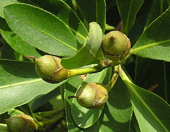 Loblolly Bay (Gordonia lasianthus)