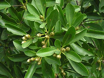 Loblolly Bay (Gordonia lasianthus)