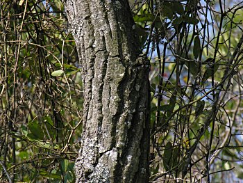 Loblolly Bay (Gordonia lasianthus)