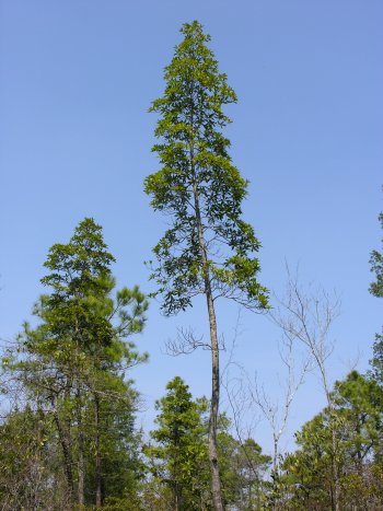 Loblolly Bay (Gordonia lasianthus)