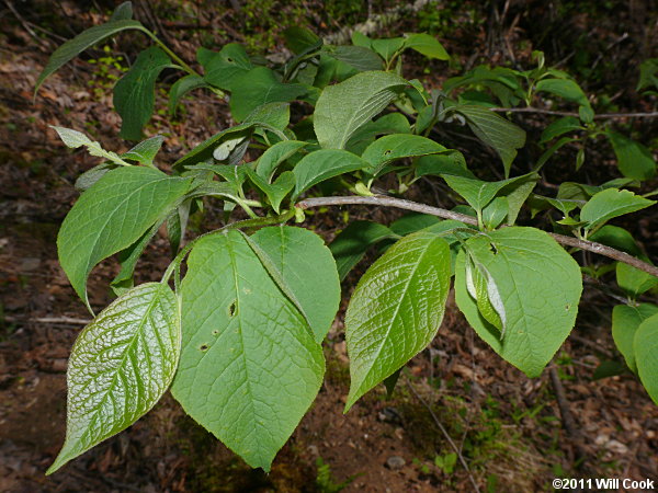 Common Silverbell (Halesia tetraptera)