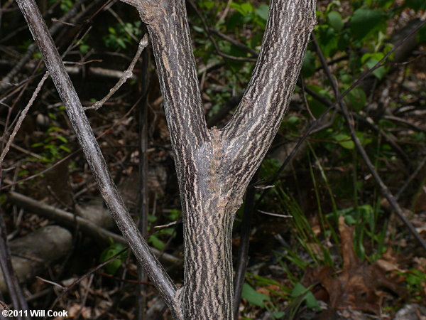 Common Silverbell (Halesia tetraptera)